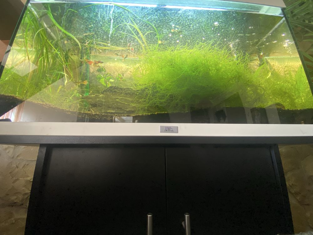 Aquario plantado Juwel Rio 125l preto / branco e filtro externo Eheim