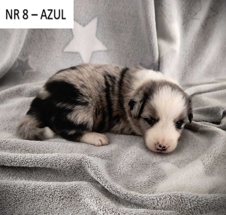 Piękny piesek Border Collie - Blue Merle, nr 8 - AZUL