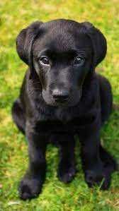 labrador retriever suczka rodowód piękna