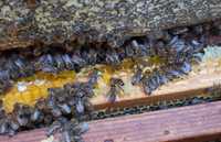 Відводки бджіл (бджолопакети)