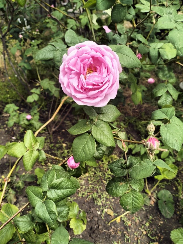 Варенье из лепестков чайной розы розовой и белой