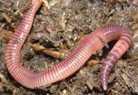 Красный червь для компостирования Дендробена, Калифорнийский