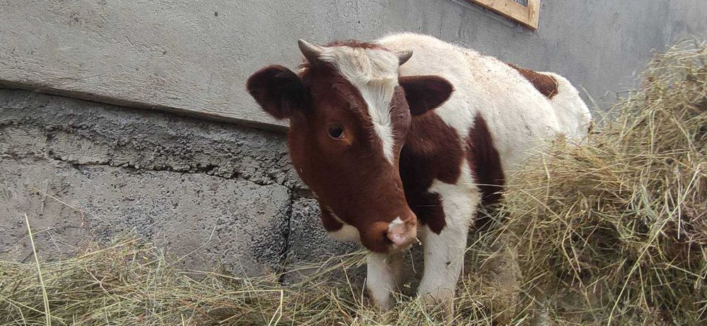 Продам теличку 9 місяців