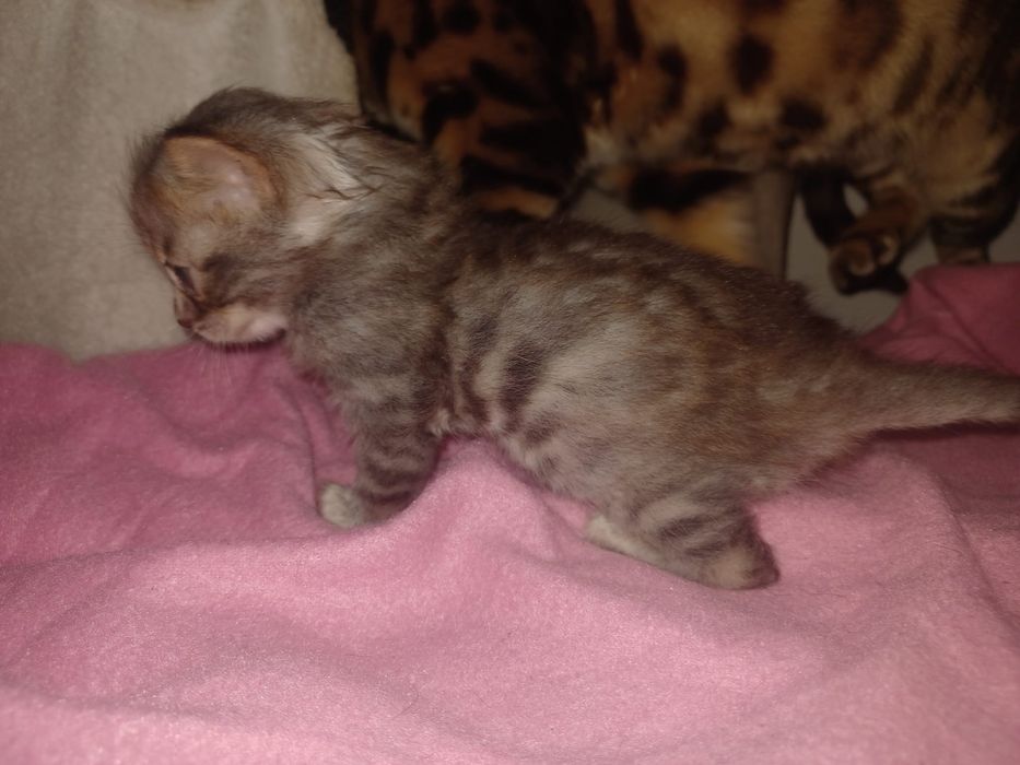 Gatinhos Bengal Disponíveis