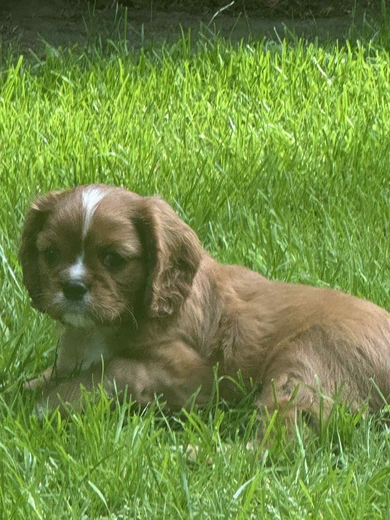 Cavalier King Charles Spaniel
