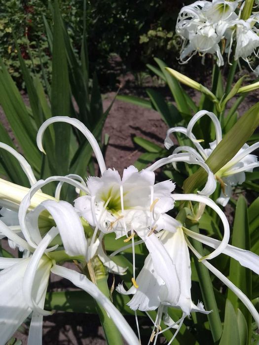 Цибулини Паучої лілії (Гіменокалісу Фесталіс) 4-5 см 75 грн