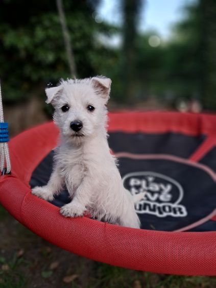 West highland white terrier