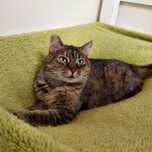 Puchata Poppy szuka domu