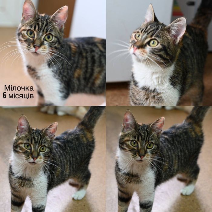 Приезжайте в приют выбирать котика бесплатно