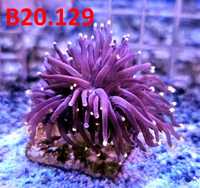 Euphyllia Glabrescens ,rozne odmiany Akwarium Morskie