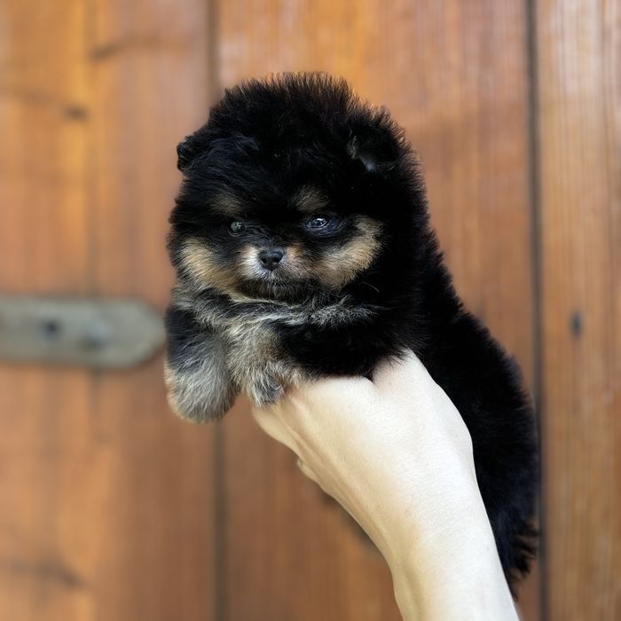 Міні дівчинка шоу класу тип ведмедик