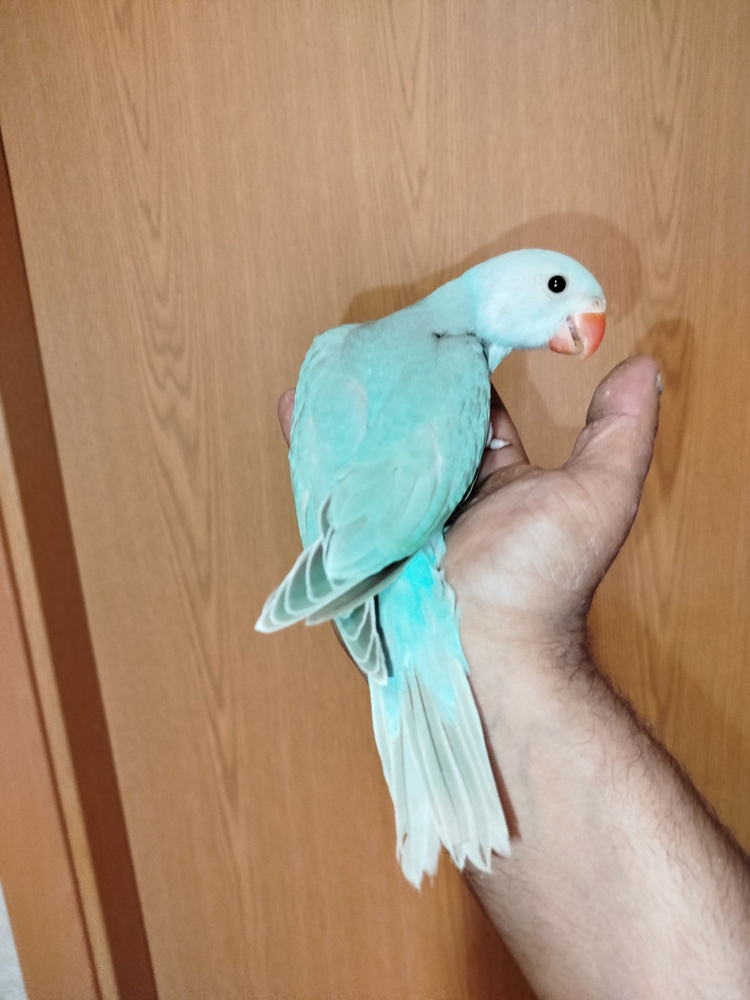 Ring necks criados à mão