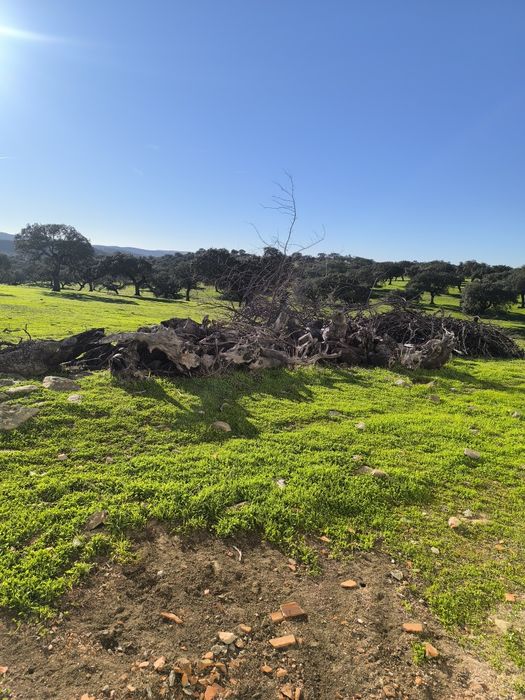 Lenha de Azinho por cortar 100€/carrinha ou cortada 150€/carrinha