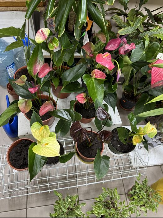 Распродажа антуриума от 200гривен с цветами