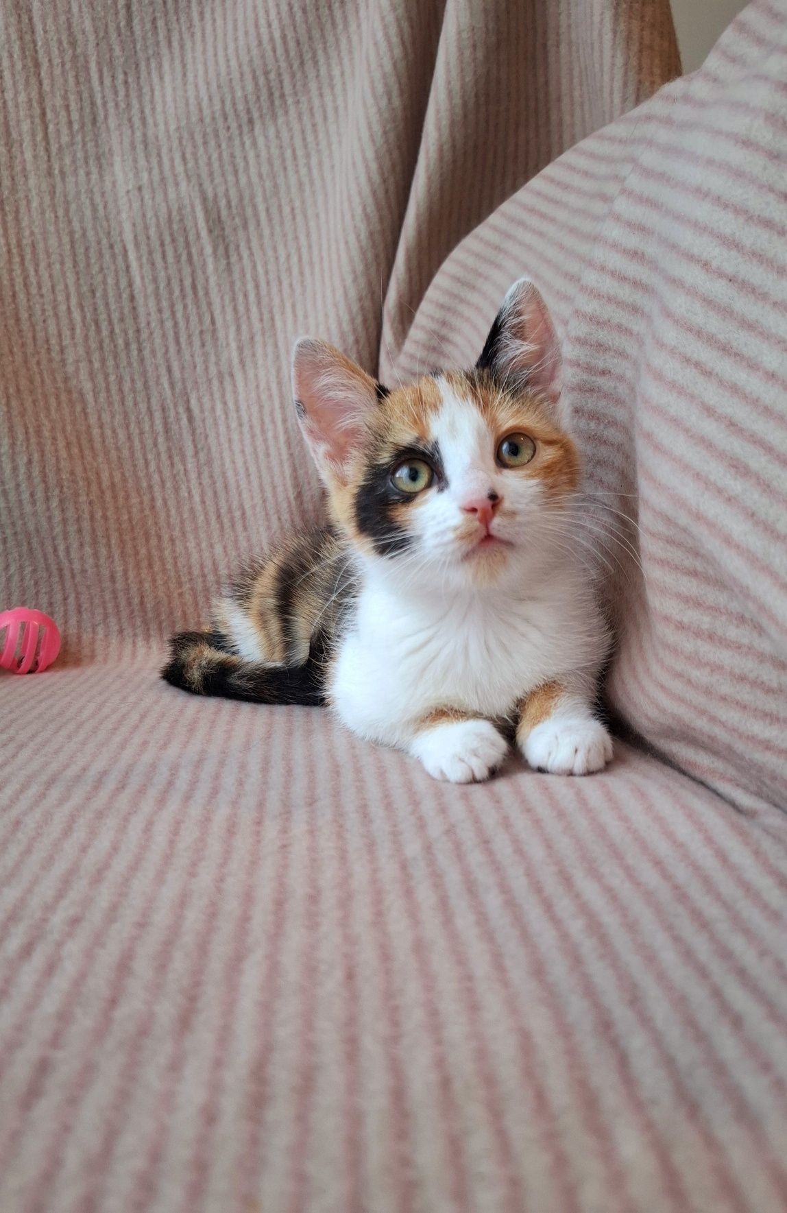 Kolorowa dziewczynka do adopcji
