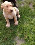 Piękny Labrador Retriever biszkoptowy
