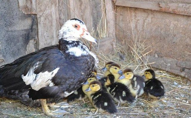 Продам яйця інкубаційні індокачок, мускусних качок(шипунів)