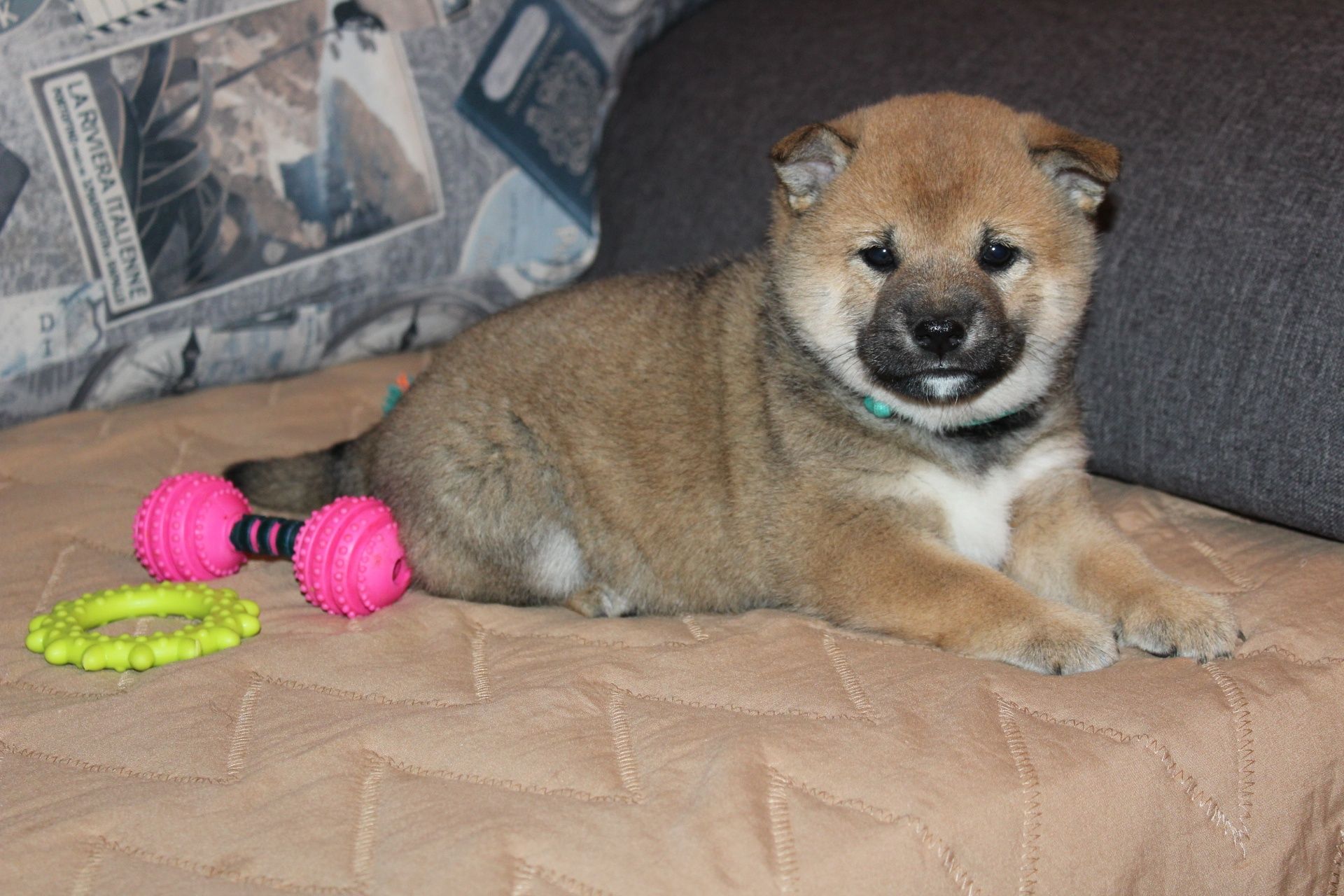 SHIBA Inu " Suczka czerwona  Do ODBIORU