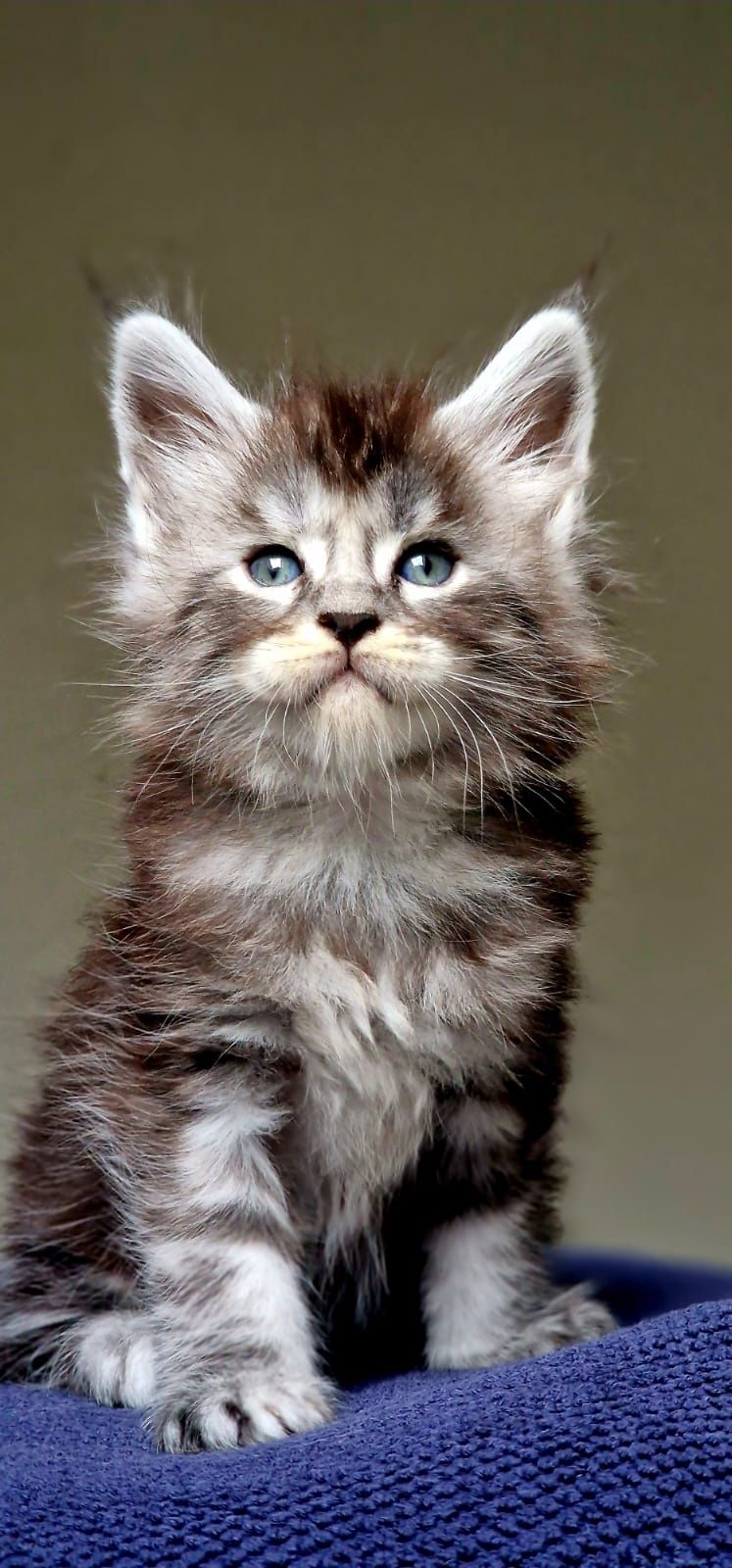 Maine coon, czarna srebrzysta klasycznie pręgowana kotka do hodowli
