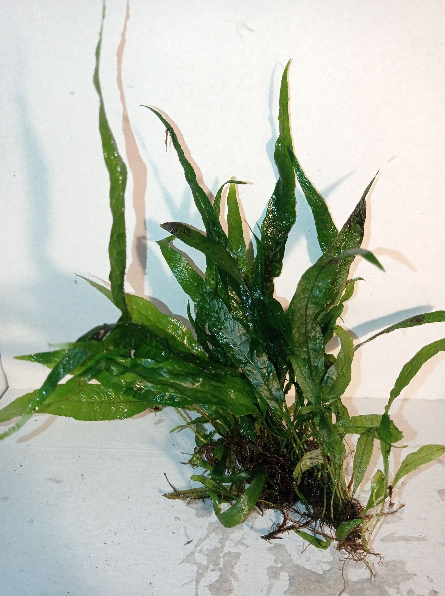 Microsorium pteropus mini leaves, roślina do akwarium lub paludarium.