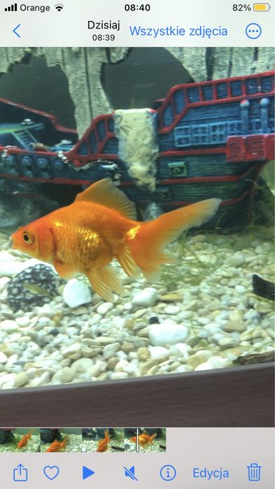 Ryba welon złota rybka