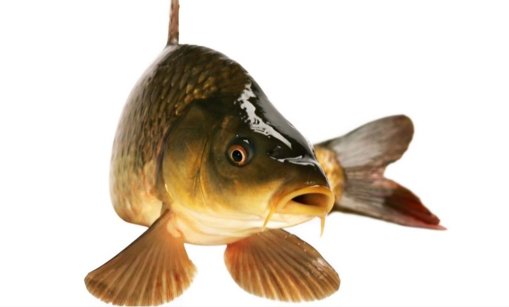 Sprzedaż karpia hodowlanego