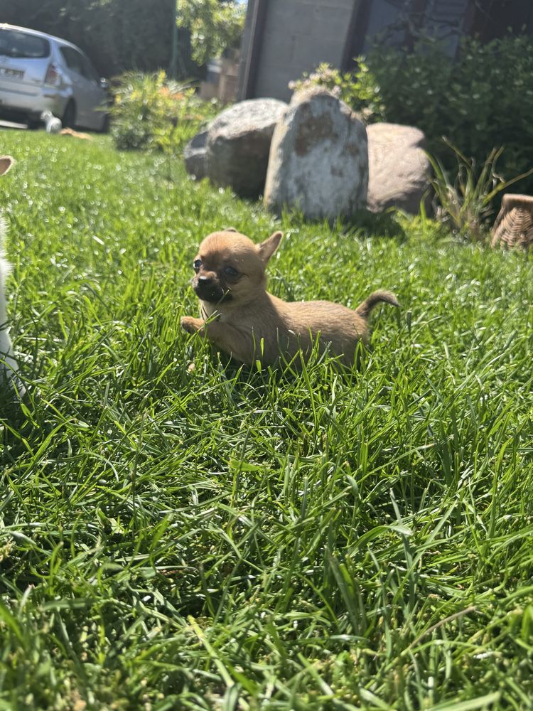 Suczka chihuahua