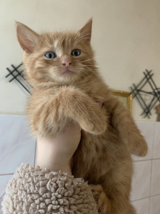 Віддам кошенят в добрі руки