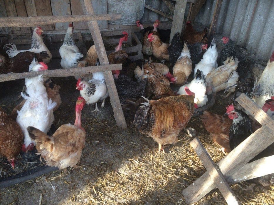 Продам кури різних порід