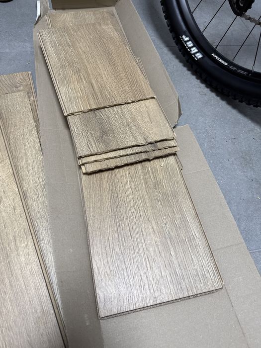 Dąb Kanada Weninger 2,8m