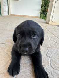 Labrador para Adoção