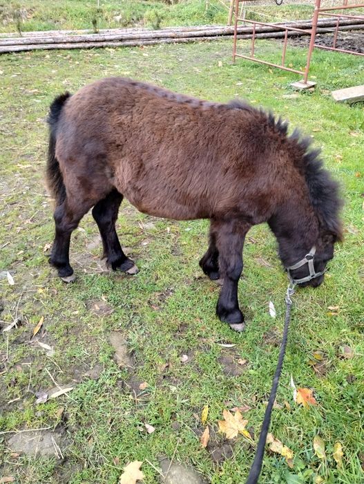 Sprzedam Klaczka kucyka