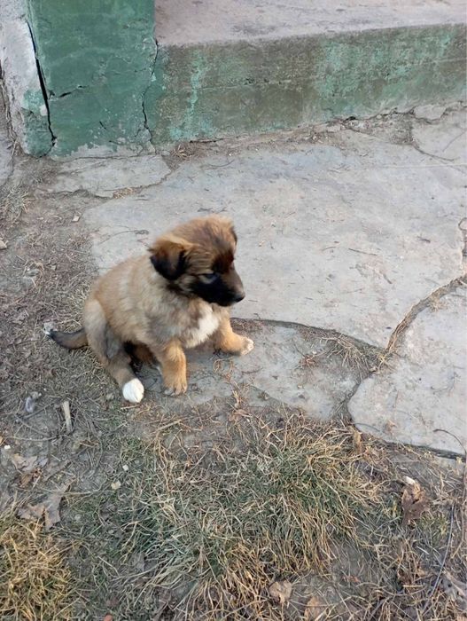 Цуценята безкоштовно