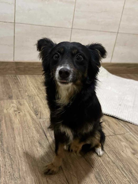 Bonitka waga 6 kg wiek 6 l w schronisku w lututowie aktualne