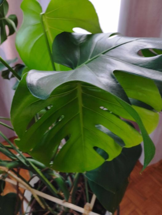 Piękna zielona monstera w doniczce 120cm