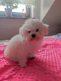 Suczka Bichon frise ZKwP