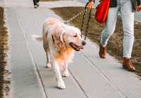 Dog walking em Leiria - Horário Flexível