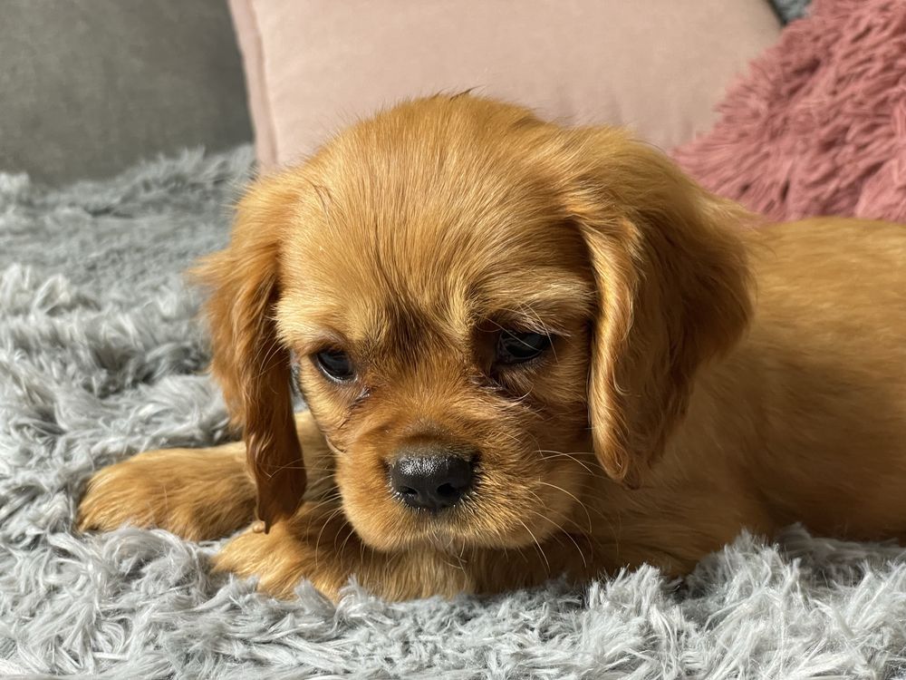 Cavalier King Charles Spaniel chlopiec