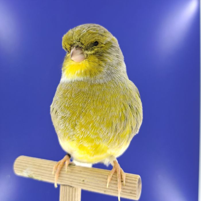 Kanarek, samczyki - sprzedam, Wrocław