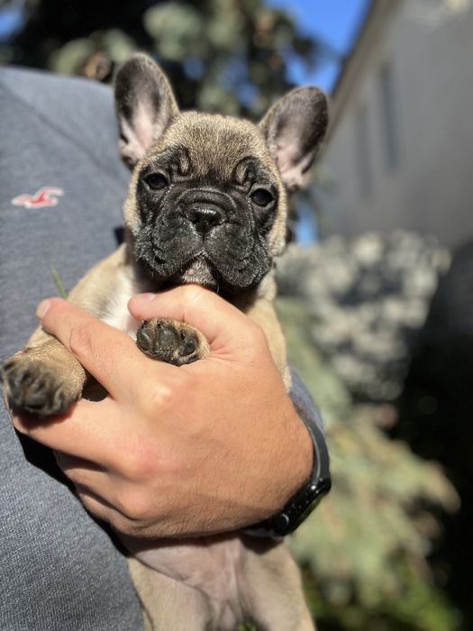 Французский бульдог развязанный. За щенка или по договорённости.