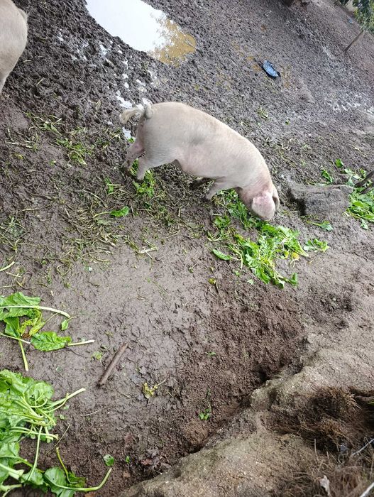 Porca com um ano para venda