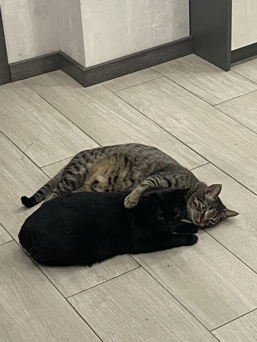 Два братики котики шукають сімʼю