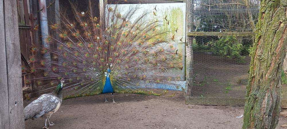 Paw pawie niebieskie bialookie dorosle 1+3