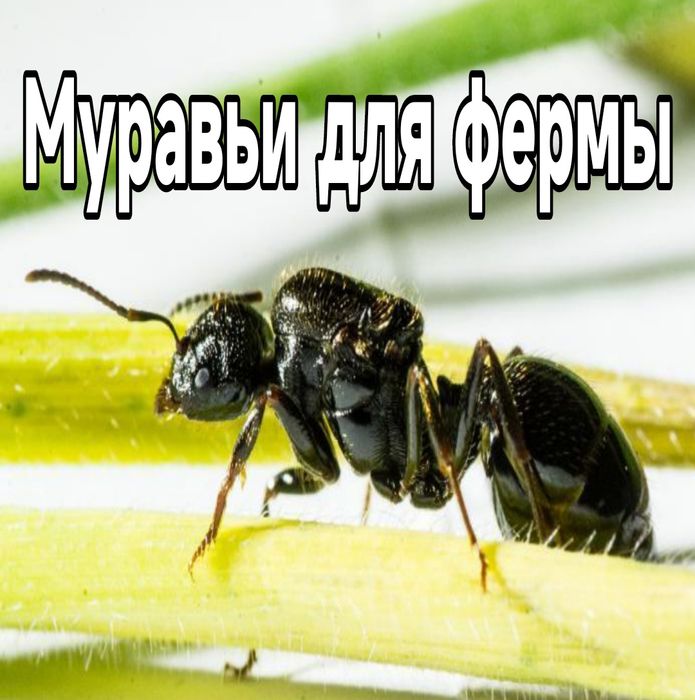 Муравьи-жнецы Messor structor — идеальный старт для новичков