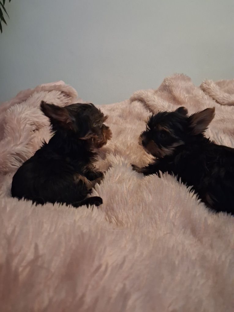 York Terrier miniatura