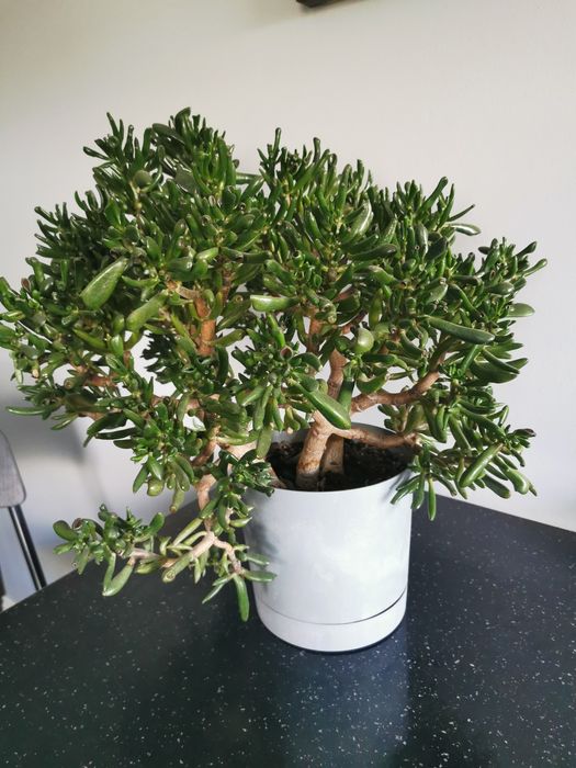 Ogromne drzewko uszy szreka crassula ovata