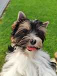 Yorkshire terrier biewer