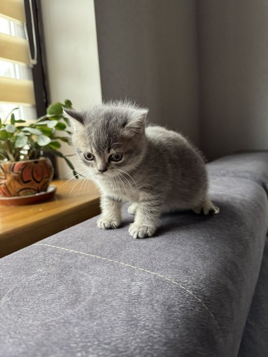 Продам британську дівчинку