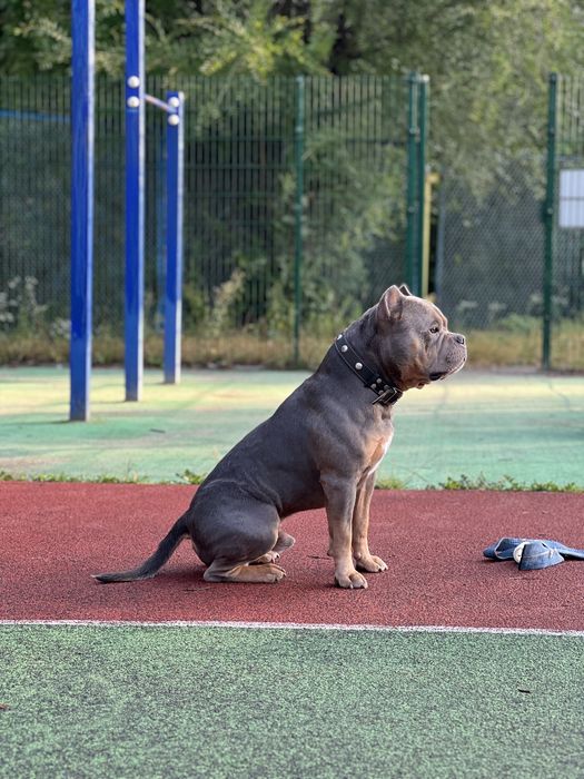 Вязка Булли