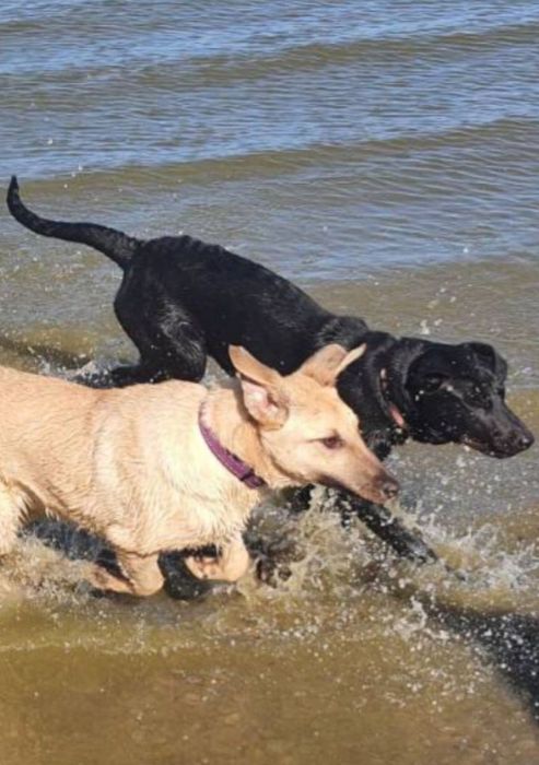 Отдам даром в добрые руки собаку метис лабрадора и овчарки